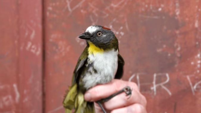 Một trong 2 loài chim mới mang độc tố chết người thuộc nhóm chim chuông lông xù (Aleadryas rufinucha) 