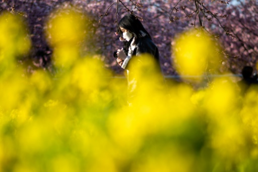 Người dân Nhật Bản khốn khổ vì dị ứng phấn hoa.