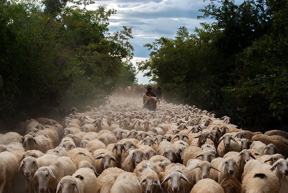 Đồng cừu An Hòa thuộc địa phận thôn An Hòa, xã Xuân Hải, huyện Ninh Hải, tỉnh Ninh Thuận. Nằm cách trung tâm thành phố Phan Rang khoảng 16km theo hướng Tây Bắc, hướng đi quốc lộ 1A ra Nha Trang. Đây là một trong những địa điểm chăn thả cừu tự do lớn nhất tỉnh Ninh Thuận.