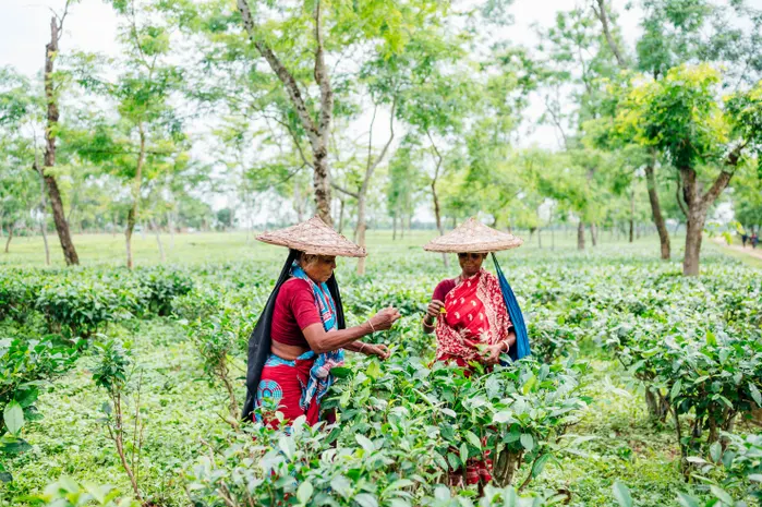 Hai phụ nữ làm công việc hái trà tại Sylhet.