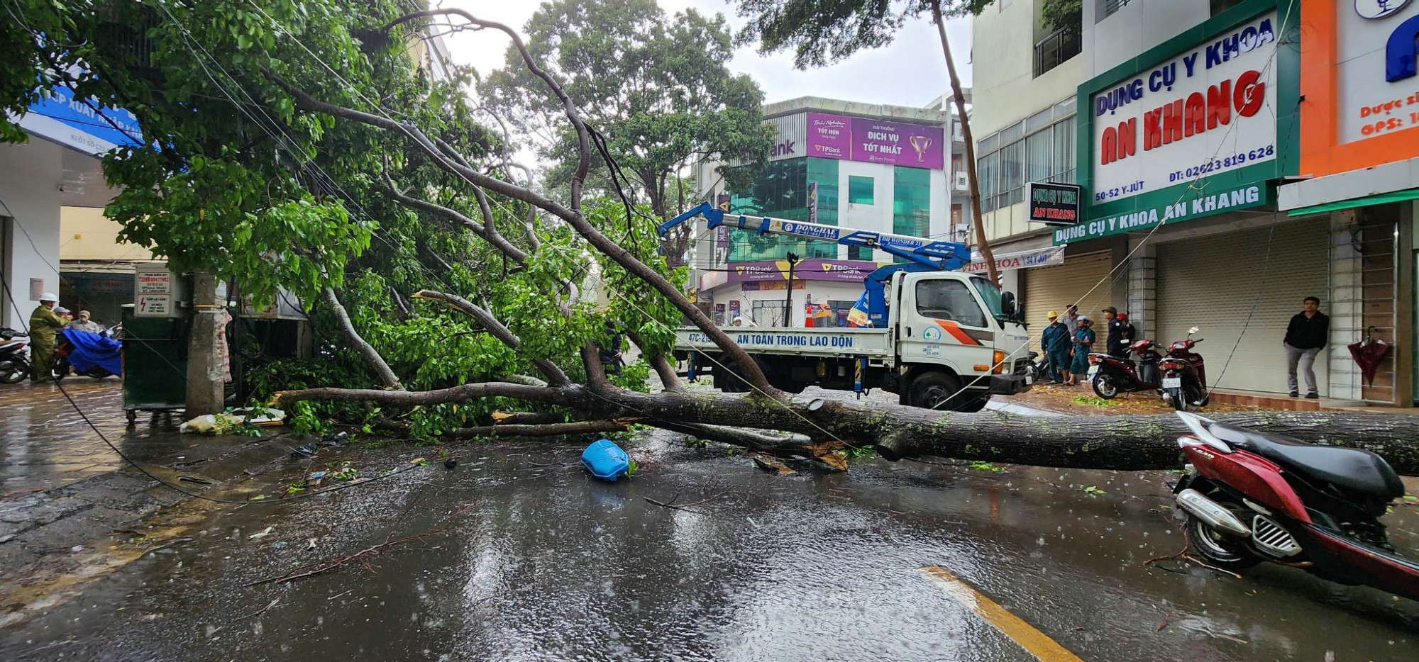 Cây xanh bật gốc, ngã đổ đè lên người phụ nữ đi đường