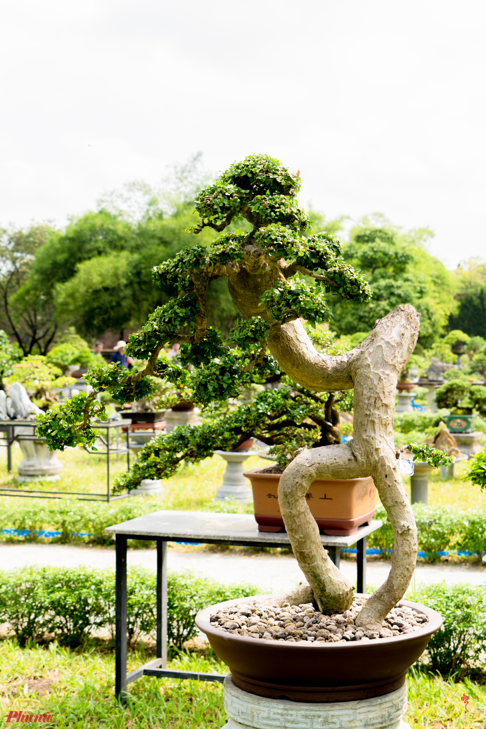 Trong khuôn khổ triển lãm các nghệ nhân đến từ các vùng miền đất nước cũng có dịp giao lưu, trao đổi kinh nghiệm thông qua các hoạt động hết sức có ý nghĩa, như: Diễn đàn giao lưu, trao đổi kinh nghiệm với các nghệ nhân có tầm cỡ quốc tế và hoạt động trình diễn tay nghề, tạo tác cây kiểng… 