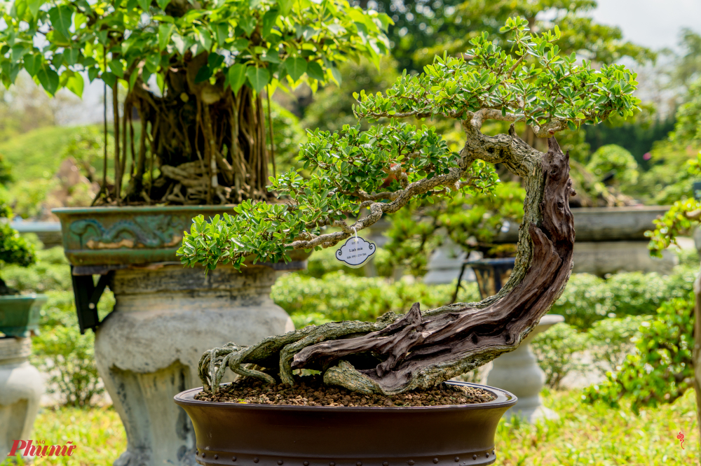 Điểm nhấn của triển lãm lần này là chương trình “tái hiện nghi thức Cung Tiến” các loại kỳ hoa dị thảo vào cung đình, nhằm giữ gìn một nét văn hóa độc đáo