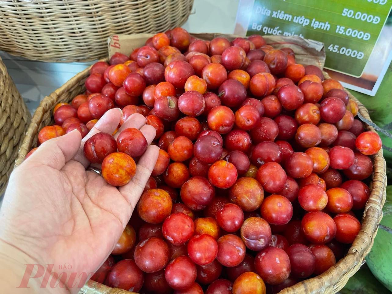 Mận Cherry  là đặc sản Sơn La với vị ngọt nhẹ, mọng nước cũng được nhiều khách chuộng; giá 35.000 đồng/kg. Khách tham quan mua nhiều gửi lại tử lạnh gian hàng bảo quản giúp - Ảnh: Nguyễn Cẩm