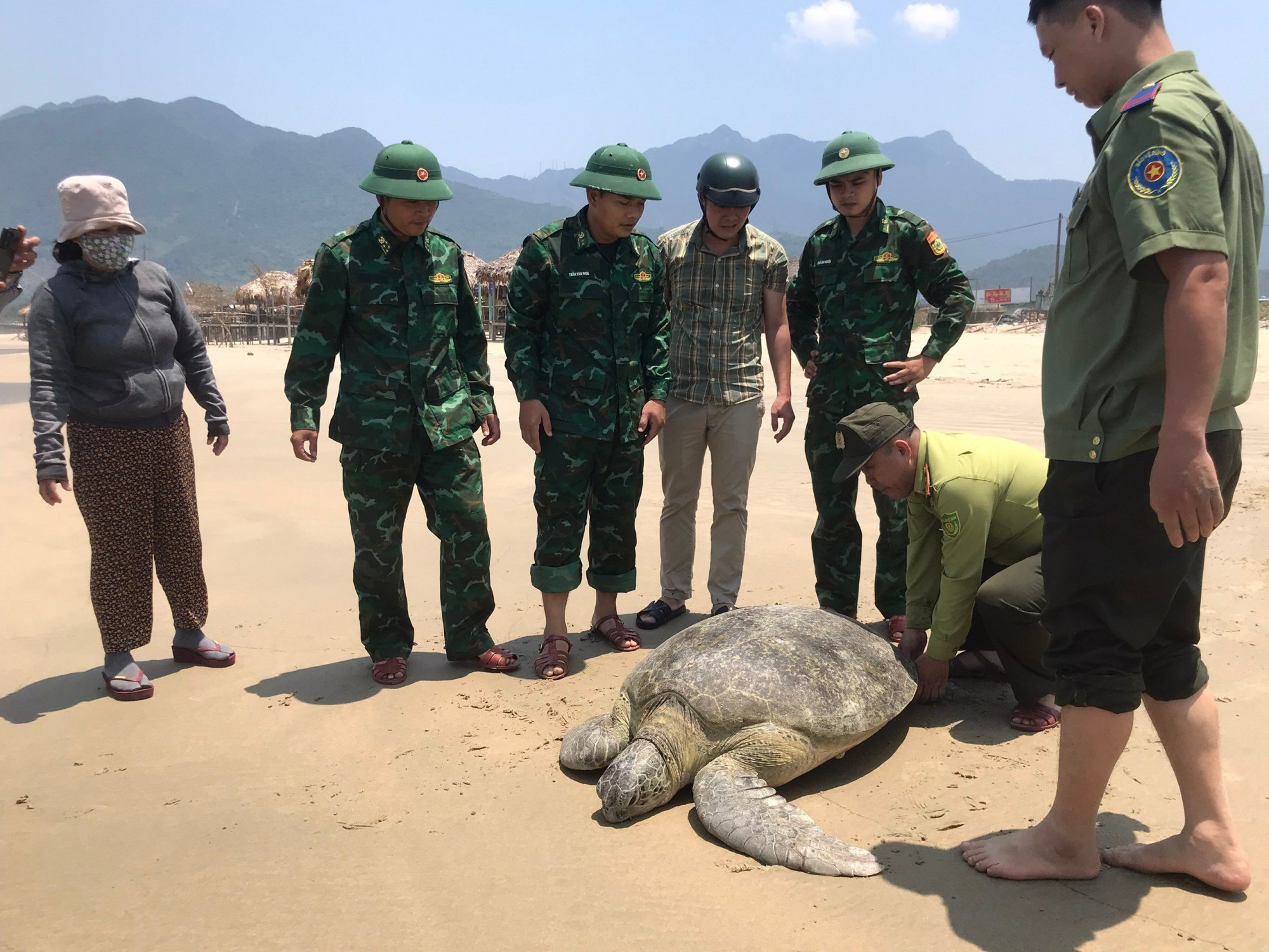 Đây là lần thứ 2 cá thể Vích được phát hiện tại Khu vực biển Lăng Cô trong năm 2023