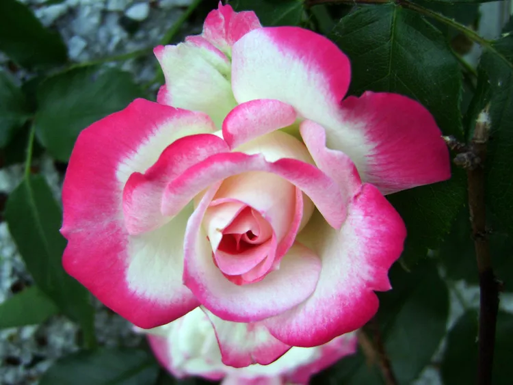 Cherry Parfait' là một loại hoa hồng floribunda có tông màu cánh hoa hai tông màu với các cánh hoa màu trắng viền đỏ (màu đỏ là màu chủ đạo khi nhìn từ xa). Nó có lá màu xanh đậm. Hoa hồng này có một thói quen tương đối bụi rậm. Những bông hoa có đường kính từ 2 đến 3 inch.  Vùng độ cứng của USDA: 6 đến 11 Kích thước trưởng thành: 3 đến 4 feet Ánh sáng: Mặt trời đầy đủ Yêu cầu về đất: Thoát nước tốt, màu mỡ