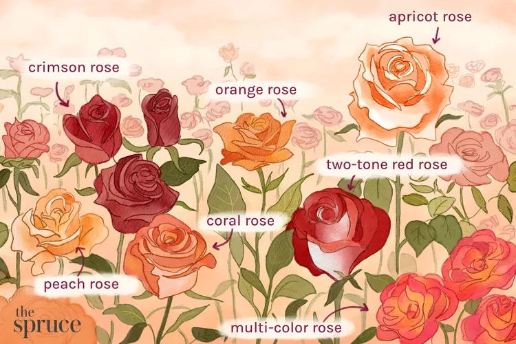 Hầu hết hoa hồng phát triển khá tốt ở vùng khí hậu ấm áp , khoảng từ vùng 7 đến 11. Nhưng khi mua hoa hồng, bạn có thể thấy rằng một bông hồng chỉ liệt kê một vùng chịu đựng duy nhất. 