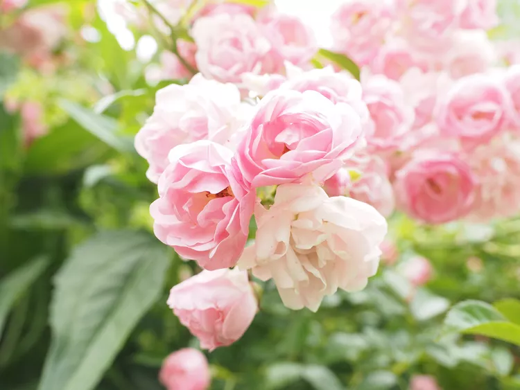  Hoa hồng màu hồng nhạt  Hans / Pixabay / CC By 0 'Bonica' là một loại hoa hồng bụi có hoa màu hồng nhạt trên cây có thói quen phát triển rậm rạp điển hình. Nó ra hoa liên tục từ mùa xuân đến mùa thu, với những bông hoa thơm có đường kính từ 2 đến 3 inch. Đây là một loại cây rất đáng tin cậy ở vùng khí hậu mát mẻ.  Vùng độ cứng của USDA: 4 đến 11 Kích thước trưởng thành: 3 đến 5 feet Ánh sáng: Mặt trời đầy đủ Nhu cầu đất: Thoát nước tốt, phong phú