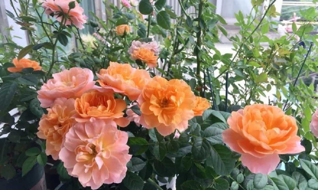 Tên của các loại hoa có thể khó nhớ. Mẹo đơn giản nhất là bạn ghé cửa hàng hoa cảnh gần nhà, hỏi người bán về loại hoa hồng dễ trồng có hương thơm và màu sắc bạn muốn.