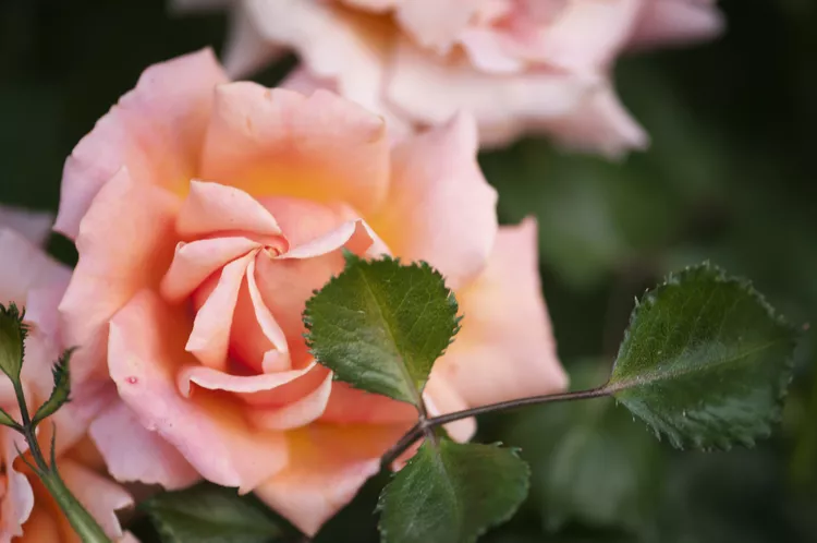 Hoa hồng floribunda cỡ trung bình này có những bông hoa lớn từ 4 đến 5 inch pha trộn các màu cam, hồng và mơ. Những bông hoa kép, cánh hoa gợn sóng và chúng có mùi thơm trái cây nhẹ. Loại cây này có thói quen phát triển bụi rậm và khá kháng bệnh.  Vùng độ cứng của USDA: 6 đến 11 Kích thước trưởng thành: 3 đến 5 feet Ánh sáng: Mặt trời đầy đủ Yêu cầu về đất: Thoát nước tốt, nhiều mùn, giàu dinh dưỡng