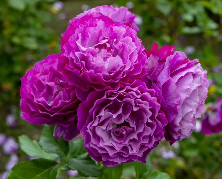 Wild Blue Yonder' là một bông hồng grandiflora bắt đầu như một bông hoa màu hoa cà hoặc đỏ tím (nó được quảng cáo là hoa oải hương) và kết thúc với màu đậm hơn. Nó không bao giờ biến thành một bông hồng xanh thực sự. Nó là một cây nở hoa lặp lại với những bông hoa có kích thước trung bình (đường kính từ 2 đến 3 inch) xuất hiện thành cụm lớn. Hương thơm khá mạnh mẽ với một chút cam quýt.  Vùng độ cứng của USDA: 5 đến 9 Kích thước trưởng thành: 3 đến 5 feet Ánh sáng: Mặt trời đầy đủ Yêu cầu về đất: Thoát nước tốt, nhiều mùn