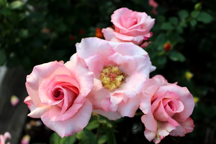 'Frankly Scarlet' là một trong những loại hoa hồng thuộc Bộ sưu tập cuối cùng của JP. Nó là một cây nở hoa lặp lại với những chiếc lá màu xanh đậm. Đây là một bụi hoa hồng floribunda khá ngắn với những bông hoa dài từ 2 đến 3 inch có mùi thơm cay dễ chịu.  Vùng độ cứng của USDA: 5 đến 9 Kích thước trưởng thành: 2 đến 3 feet Ánh sáng: Mặt trời đầy đủ Nhu cầu đất: Thoát nước tốt