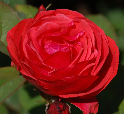  Hoa hồng Morden Fireglow  David Beaulieu Hoa hồng floribunda này có hoa rơi ở đâu đó giữa màu cam và đỏ. Nó có hoa kép, khum và lá mờ (không bóng). Loại hoa hồng này chịu lạnh tốt, có mùi thơm dịu nhẹ. Nó làm cho hoa cắt tốt .  Vùng độ cứng của USDA: 2 đến 9 Kích thước trưởng thành: 2 đến 4 feet Ánh sáng: Mặt trời đầy đủ Yêu cầu về đất: Thoát nước tốt, màu mỡ