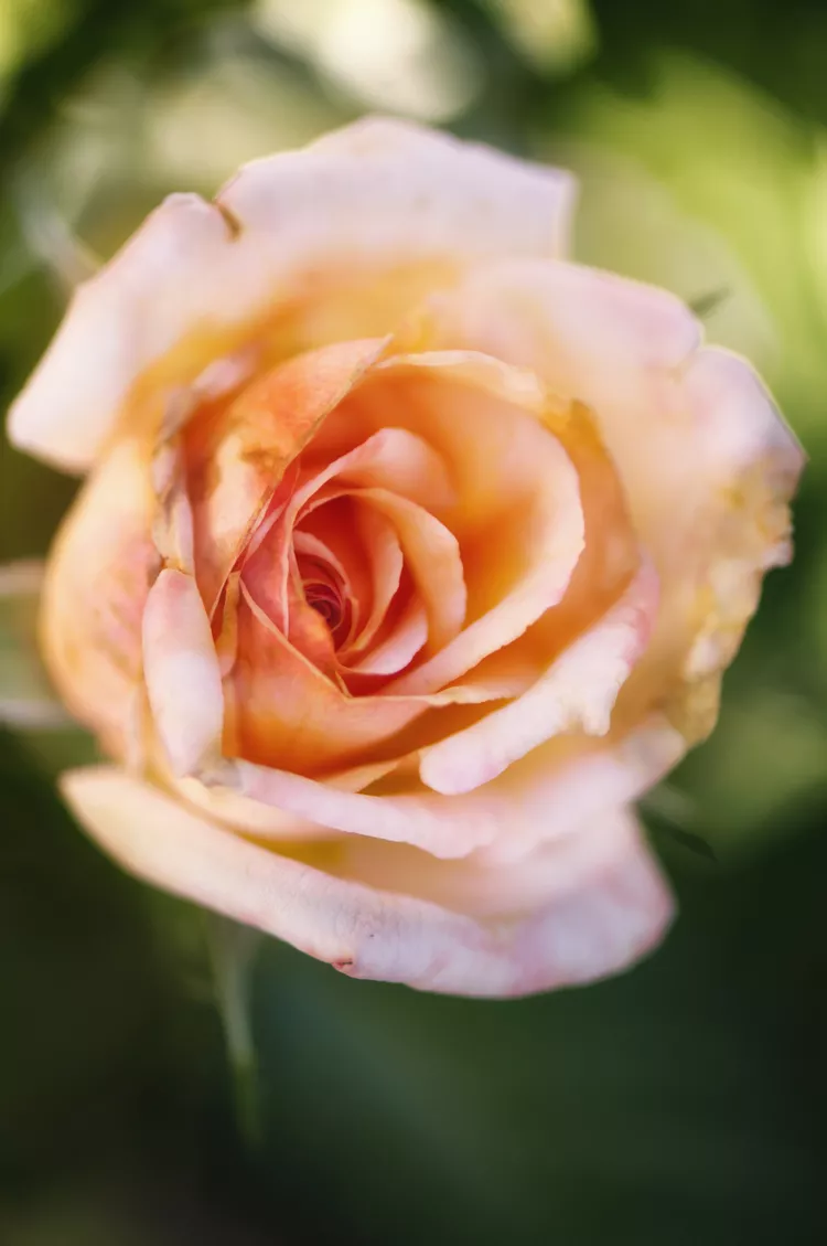 'Tahitian Sunset' là một loại hoa hồng trà lai với những bông hoa hai màu hồng mơ tuyệt đẹp có đường kính lên tới 6 inch và có mùi hồi thoang thoảng. Đây là giống lai kháng bệnh tốt, có lá màu xanh đậm, nửa bóng. Và nó nở liên tục từ mùa xuân đến mùa thu.  Vùng độ cứng của USDA: 6 đến 11 Kích thước trưởng thành: 5 đến 6 feet Ánh sáng: Mặt trời đầy đủ Nhu cầu đất: Thoát nước tốt, làm giàu