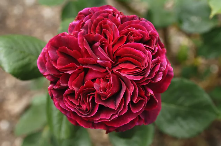  06 trong số 15 'Falstaff' (Rosa 'Falstaff') hoa hồng giả  Hình ảnh Helmut Meyer zur Capellen / Getty 'Falstaff' là một loại hoa hồng bụi của Anh David Austin có những bông hoa màu đỏ thẫm lớn từ 4 đến 5 inch nở liên tục. Nó được coi là một trong những loại hoa hồng tốt nhất của David Austin. Nó có hương thơm mạnh mẽ đặc trưng của một loại hoa hồng bụi của Anh và chu kỳ tái sinh tốt.  Vùng độ cứng của USDA: 5 đến 11 Kích thước trưởng thành: 4 feet Ánh sáng: Mặt trời đầy đủ Nhu cầu đất: Thoát nước tốt, phong phú