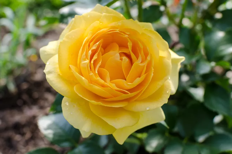 Bông hồng 'Julia Child' được chọn bởi đầu bếp từng đoạt giải thưởng với màu sắc mà cô ấy mô tả là vàng bơ. Nó có những chiếc lá rất sáng bóng, với những bông hoa đầy đủ có đường kính lên tới 3 1/2 inch, có mùi cam thảo ngọt ngào. Nó là một loại cây bụi kháng bệnh với thói quen phát triển đầy đủ, rậm rạp. Những bông hoa xuất hiện trong cụm nhỏ; cây có mô hình tái sinh tốt.  Vùng độ cứng của USDA: 6 đến 11 Kích thước trưởng thành: 2 đến 3 feet Ánh sáng: Mặt trời đầy đủ Nhu cầu đất: Đa dạng, thoát nước tốt