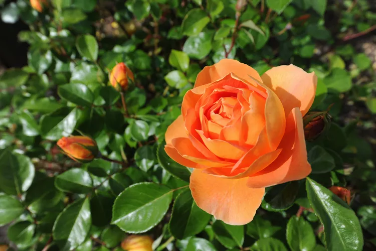 Đồng 'Pat Austin' là một trong những loại hoa hồng của David Austin. Nó được đặt tên theo vợ của David Austin. Những bông hoa tách đôi trải dài từ 4 đến 5 inch và có mùi hương giống như trà.  Vùng độ cứng của USDA: 5 đến 11 Kích thước trưởng thành: 4 đến 5 feet Ánh sáng: Mặt trời đầy đủ Nhu cầu về đất: Phạm vi rộng, được làm giàu
