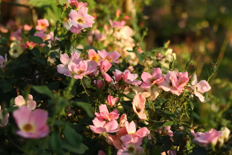  Cầu vồng Knockout hoa hồng  Hình ảnh Swasty242 / Getty  'Rainbow Knock Out' là một loại hoa hồng bụi với những bông hoa đơn lẻ cổ điển thường thấy ở các loài hoa hồng bụi. Không giống như nhiều loại hoa hồng bụi, nó có một chu kỳ tái sinh tuyệt vời. Những bông hoa mọc thành cụm có màu san hô với tâm màu vàng; tán lá có màu xanh đậm và nửa bóng. 'Rainbow Knock Out' có độ cứng đặc trưng của các loài hoa hồng bụi—nó hoàn toàn có khả năng chống lại đốm đen , phấn trắng và rỉ sét.1  Vùng độ cứng của USDA: 4 đến 9 Kích thước trưởng thành: 3 đến 4 feet Ánh sáng: Mặt trời đầy đủ Yêu cầu về đất: Thoát nước tốt, màu mỡ