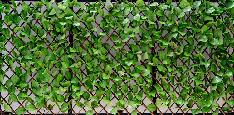 Hàng rào lưới mắt cáo phủ cây xanh. Nếu thích và đủ điều kiện, bạn có thể phủ hàng rào với các loại hoa như hoa hồng, hoa giấy, ngũ sắc...
