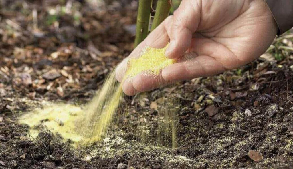 Gluten bột ngô (xay từ ngô khô) hoạt động như một loại thuốc diệt cỏ hữu cơ và không chứa hóa chất độc hại, đây là một tin tuyệt vời cho khu vườn của bạn. Rải bột ngô lên đất để ngăn cỏ càng cua và bồ công anh phát triển.