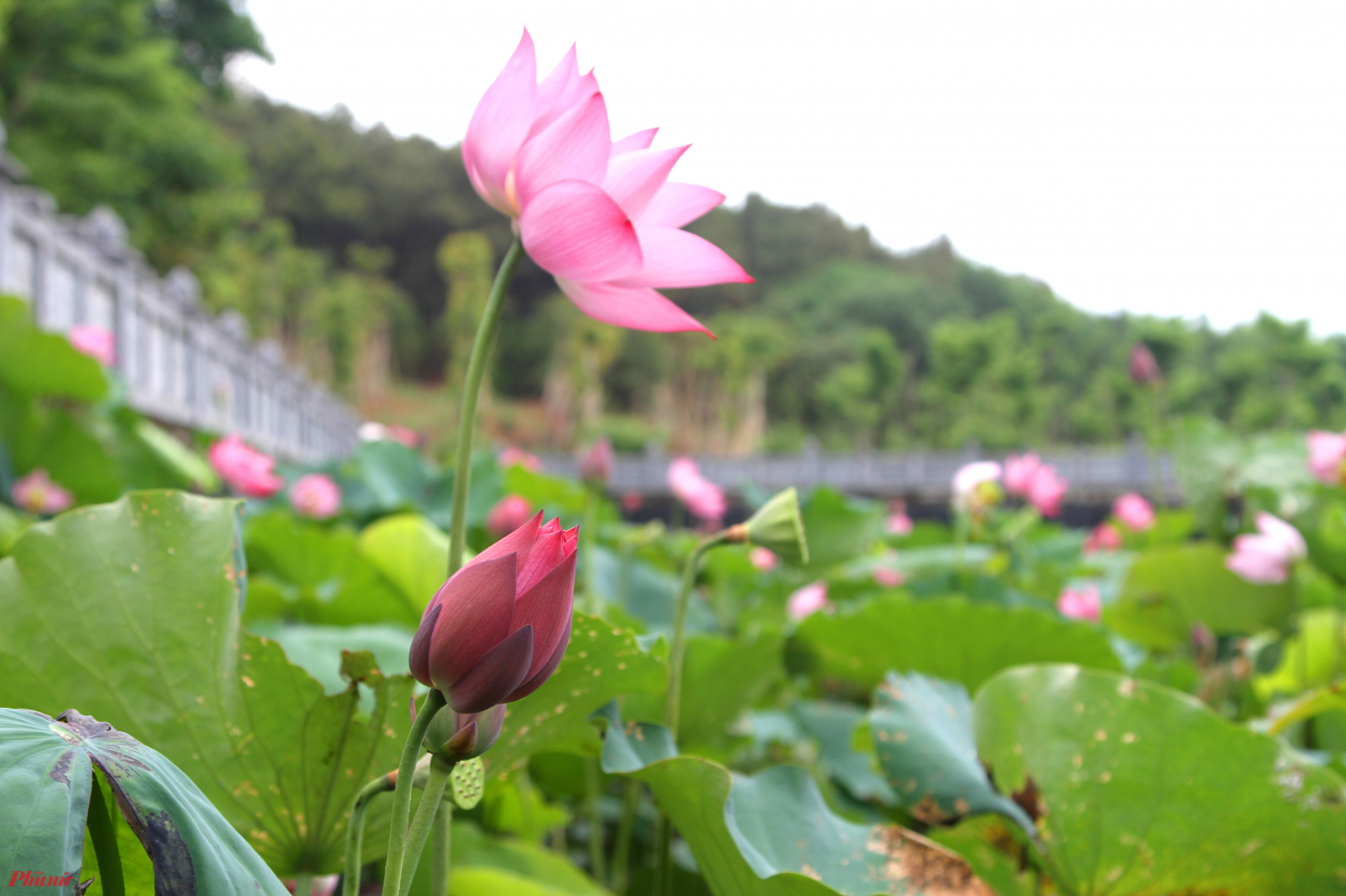 Mỗi độ tháng 5, khi về với xã Kim Liên (huyện Nam Đàn, Nghệ An), du khách được chiêm ngưỡng những đầm hoa sen mùa trổ bông khoe sắc, thơm ngát. Đây cũng là thời điểm hoa sen “bung lụa”, đẹp nhất trong mùa.