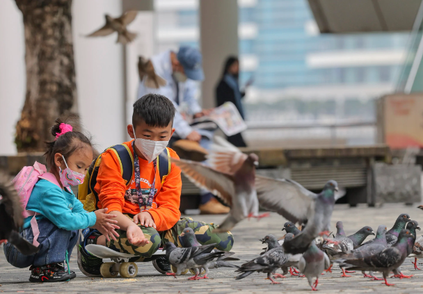 Trẻ em cho chim bồ câu ăn ở Tsim Sha Tsui. Hành động này có thể sớm trở thành bất hợp pháp. Ảnh: Jelly Tse