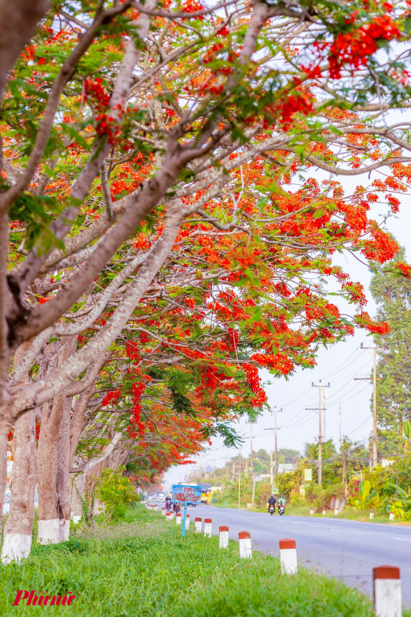 Để chụp được ảnh đẹp nên đến sớm vì hoa sẽ nhanh tàn khi trời mưa nhiều. Thời gian chụp tốt nhất là sáng từ 7-9h hoặc chiều từ 15-17h khi nhiệt độ không cao, nắng không gắt. 