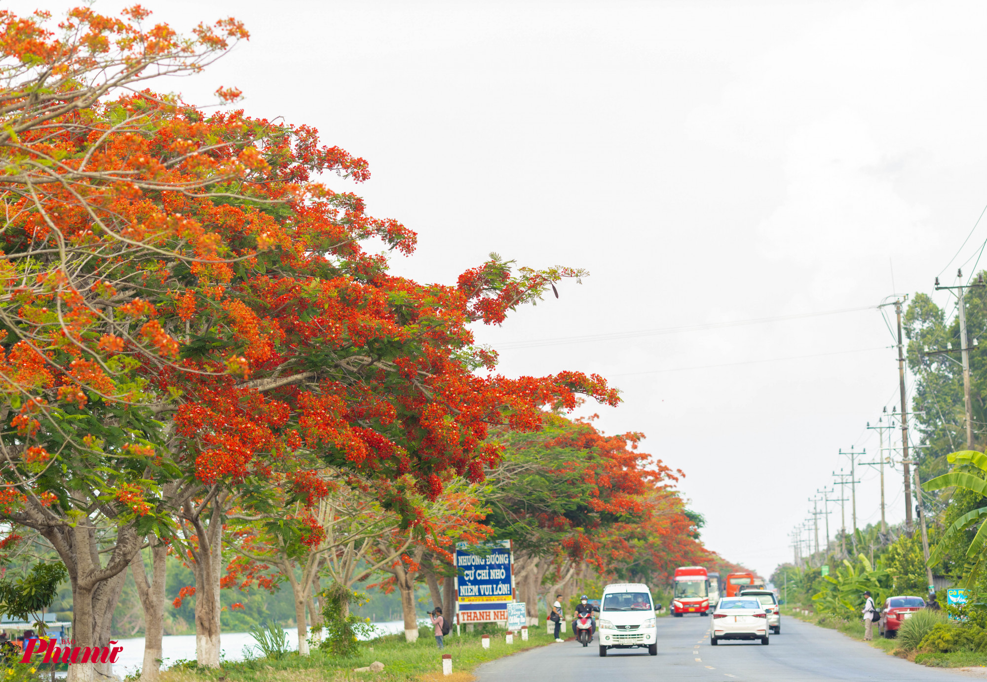 Các phương tiện lưu thông qua khu vực trên đều phải ngước nhìn trước vẻ đẹp của hàng hoa phượng