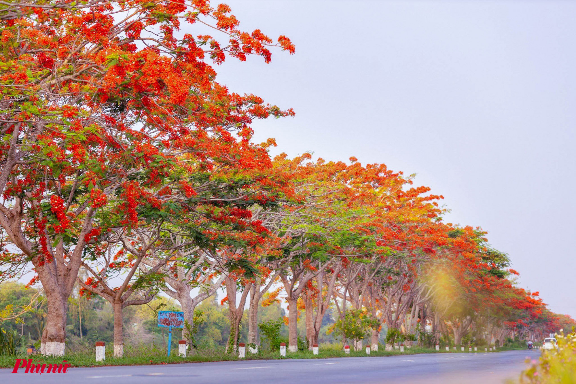 Trên đoạn đường này, hàng trăm cây phượng vĩ đồng loạt trổ hoa, tạo nên khung cảnh vô cùng lãng mạn.