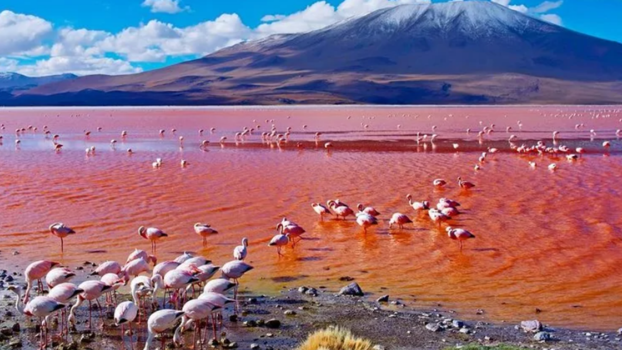 ;Là một hồ nước muối ở phía Bắc Tanzania, hồ Natron được biết đến bởi vẻ đẹp nhiều màu sắc của nó. Nằm nép mình dưới những ngọn núi lửa lớn ở độ cao 600m so với mực nước biển nhưng vị trí hồ Natron lại là điểm thấp nhất của thung lũng Great Rift. Bình thường, nước hồ có màu xanh nhưng vào mùa hè lại chuyển sang màu hồng rồi đỏ thẫm.