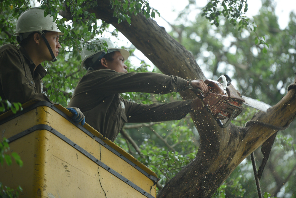 Phương án chặt hạ là dùng xe thùng, cưa cắt từng phần nhánh, cành cây rồi sau đó mới chuyển toàn bộ cây.