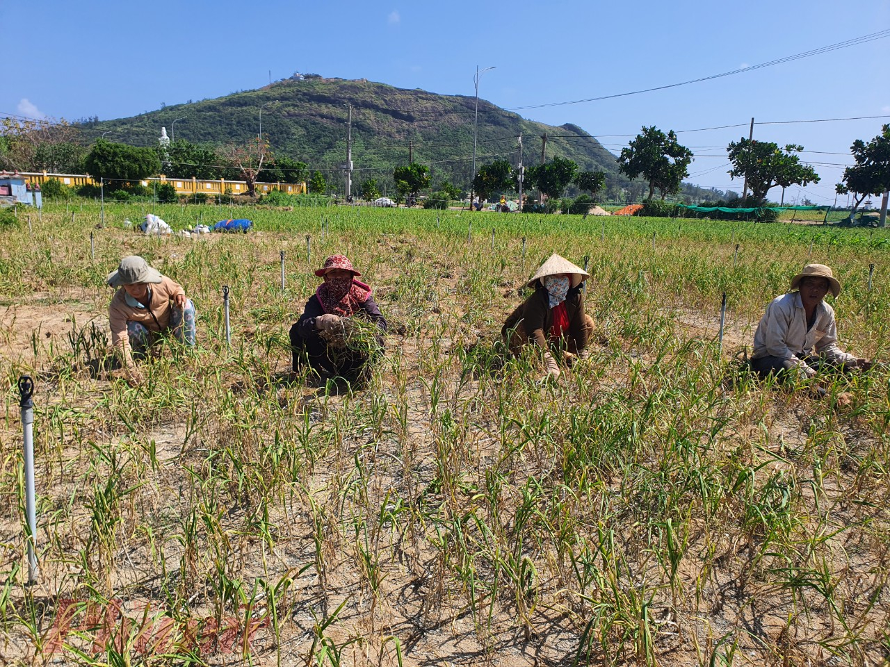 Nông dân Lý Sơn thu hoạch vụ hành tỏi đầu năm 2023