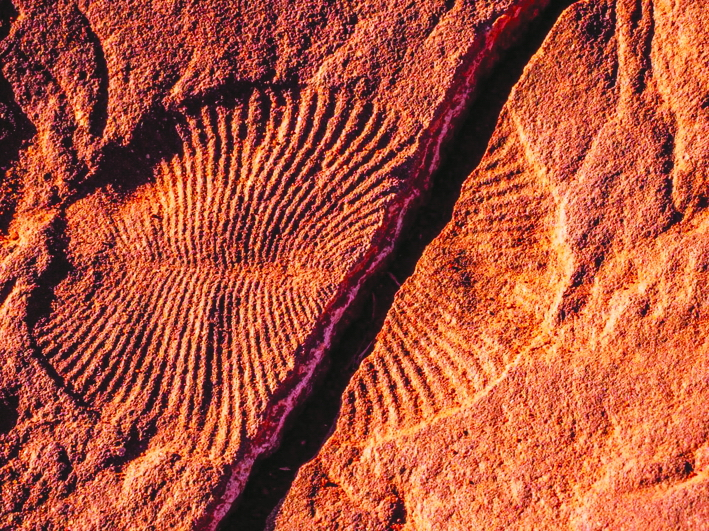 Một trong những hóa thạch của quần thể sinh vật Ediacara được tìm thấy ở công viên quốc gia Nilpena Ediacara - ẢNh: National Parks And Wildlife Service South Australia