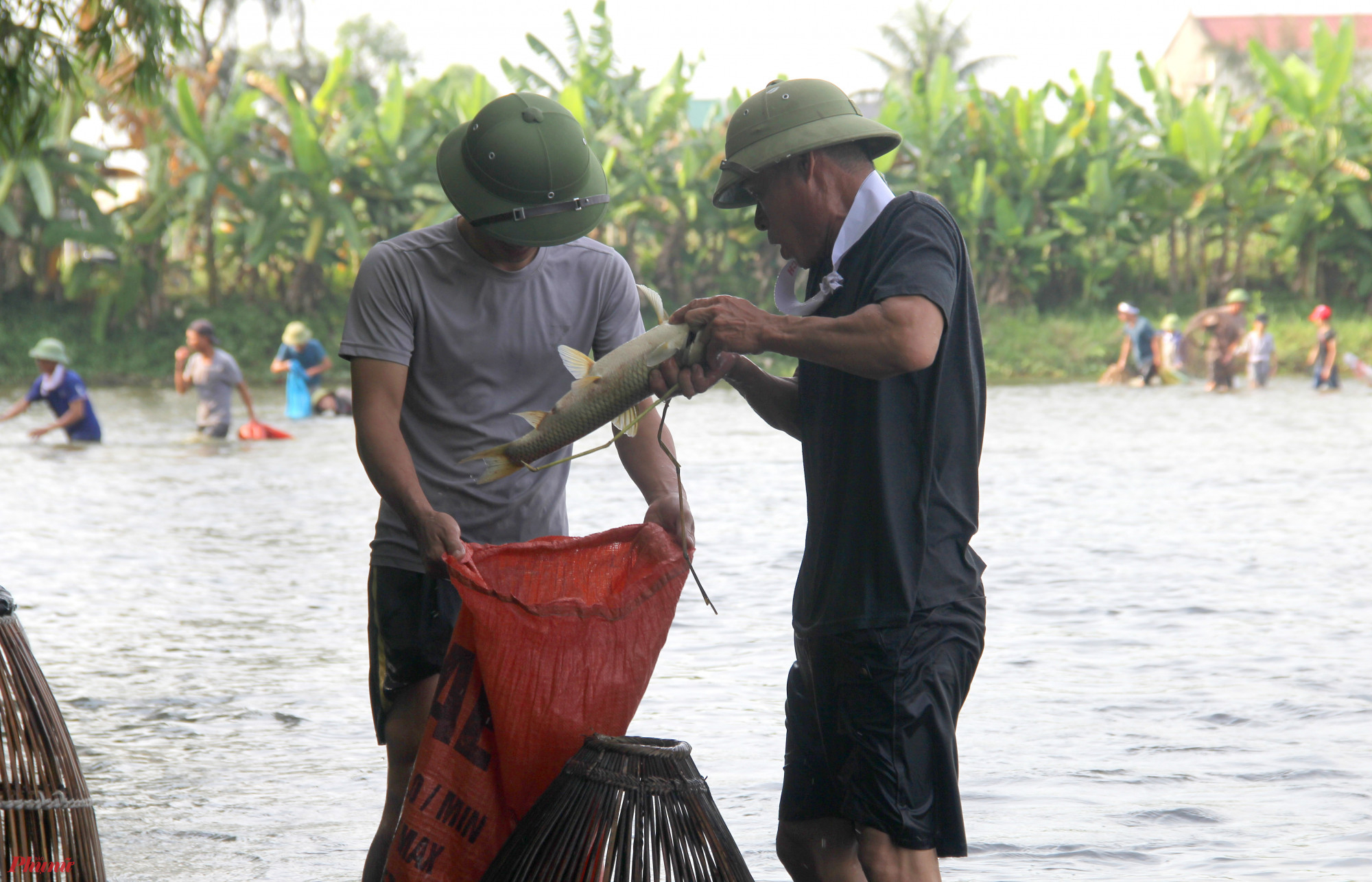 Nhiều con cá lớn 3-4kg, dù đã nằm gọn trong nơm, song họ vẫn phải nhờ người khác hỗ trợ để mang cá lên bờ.