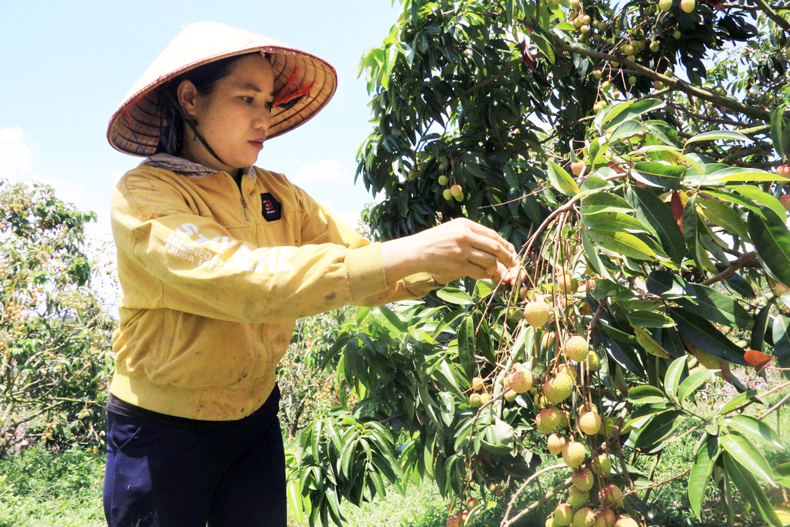 Nhờ cây vải u hồng, chị Hương đã vươn lên làm giàu