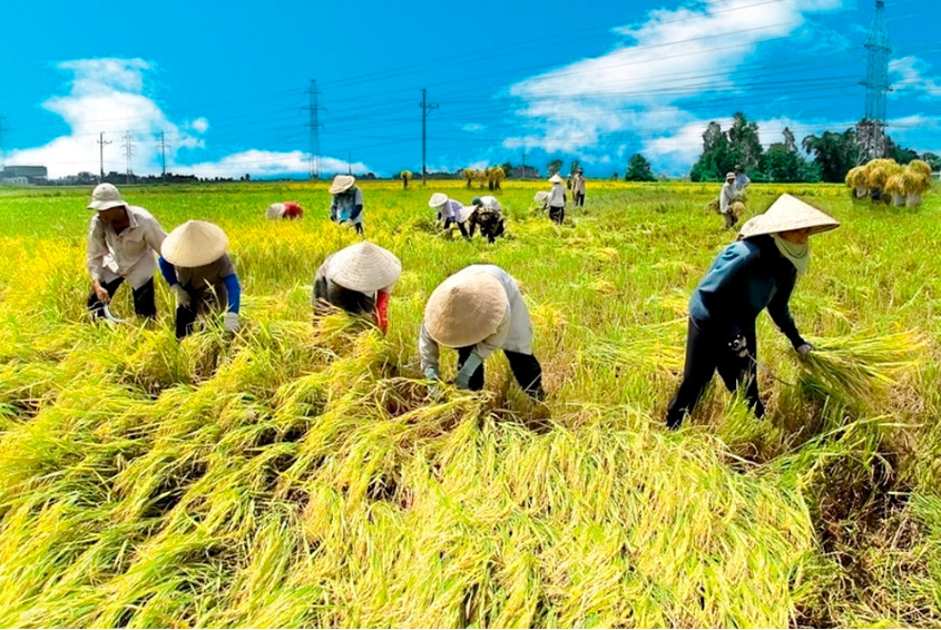 Sản xuất nông nghiệp Việt Nam hiện đang gặp nhiều khó khăn, vướng mắc