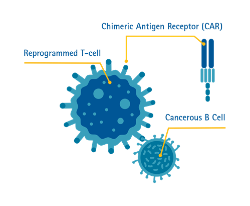 Đồ họa thể hiện liệu pháp CAR-T: tế bào lympho T được “lập trình” lại sẽ mang theo thụ thể kháng nguyên dạng khảm (CAR), giúp tế bào T có thể kết nối và tiêu diệt các tế bào ung thư B – Ảnh: Parkway Cancer Centre