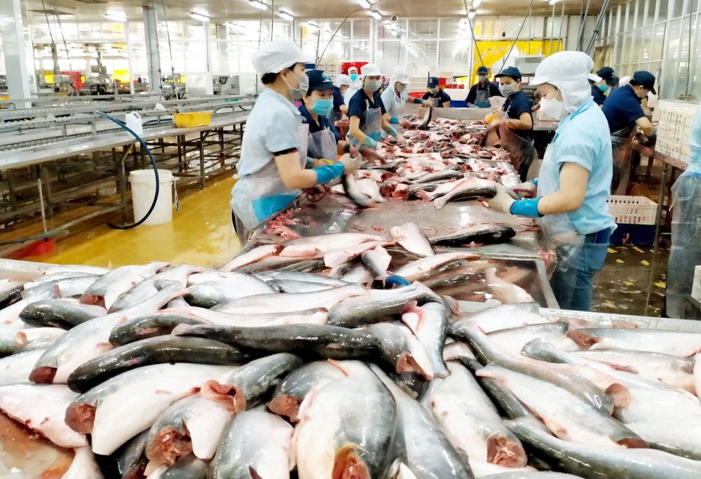 Trong 4 tháng đầu năm nay, kim ngạch xuất khẩu thủy sản đạt trên 2,6 tỉ USD, giảm khoảng 36% so với cùng kỳ năm 2022  (trong ảnh: Chế biến cá tra xuất khẩu ở Công ty cổ phần Thủy sản Nam Việt - An Giang) - Ảnh: Huỳnh Lợi