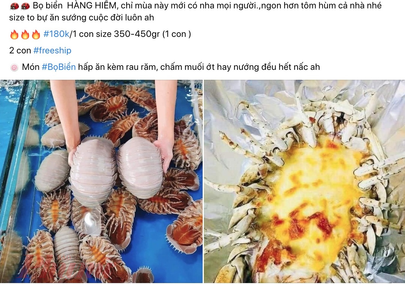 Trên Facebook, nhiều người rao bán bọ biển sống chỉ có giá 180.000 đồng/con loại 350 - 450gam/con.