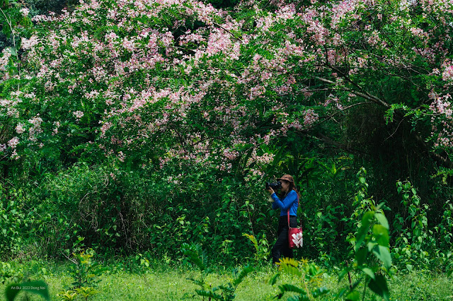 Muồng hoa đào có tên khoa học là Cassia Javanica, thuộc họ đậu (Fabaceae). Loài này có nguồn gốc từ rừng tự nhiên khu vực Đông Nam Á, ở Việt Nam thì phổ biến rộng rãi ở các tỉnh Tây nguyên, Đông Nam bộ... Tại Đồng Nai, loài hoa này mọc nhiều ở Vườn quốc gia Cát Tiên (H.Tân Phú) nên người dân ở đây vẫn quen gọi là hoa đào Cát Tiên.