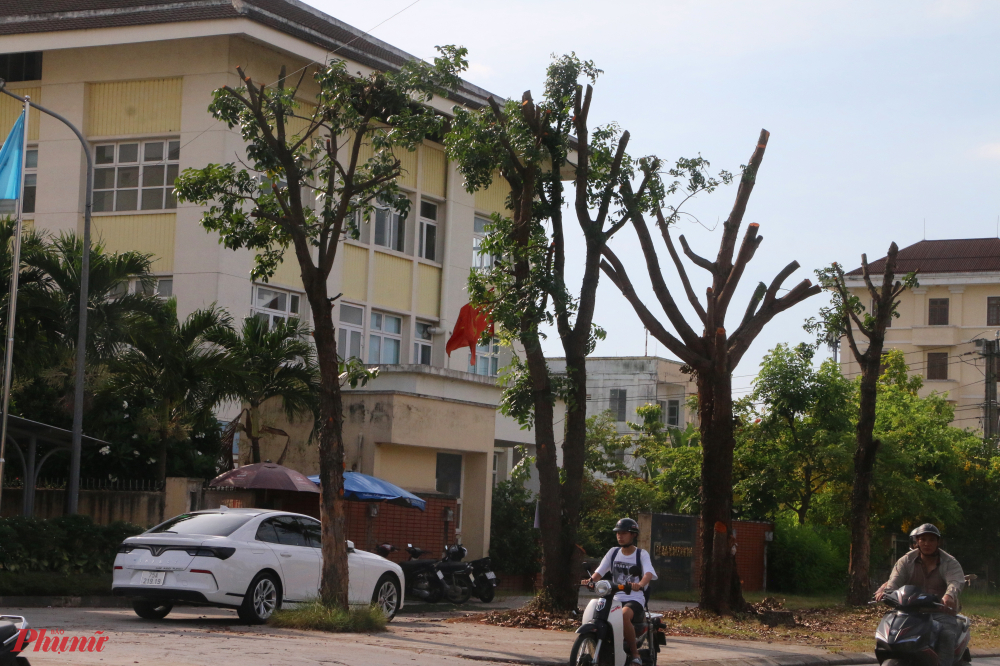Người dân di chuyển trên tuyến phố Phạm Văn Đồng bất ngờ vì hàng cây bị cắt tỉa 'trọc đầu'