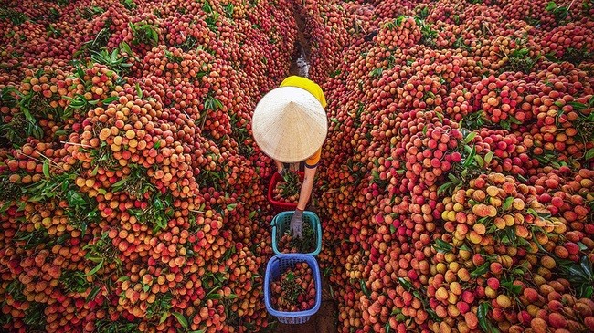 Vải thiều - đặc sản của Bắc Giang - muốn chiếu xạ để xuất khẩu phải chuyển vào TPHCM làm tăng thời gian, chi phí