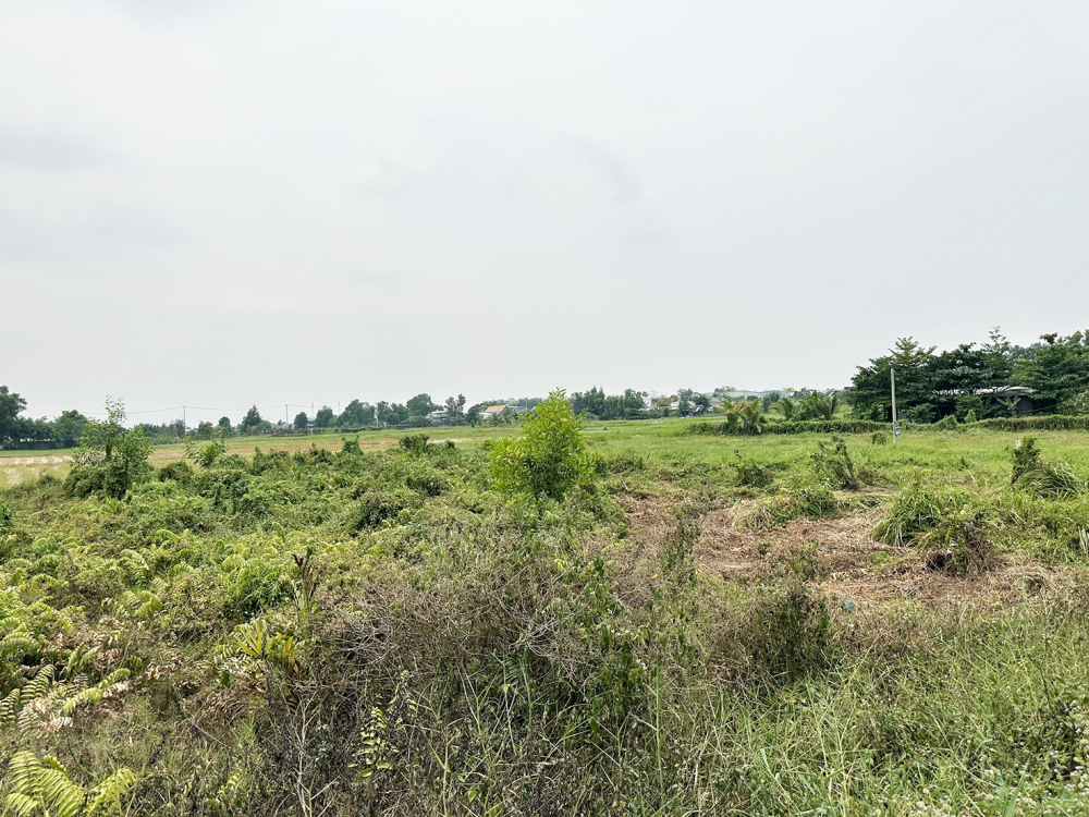 Nhiều khu đất ở ngoại thành TPHCM bị bỏ hoang do nằm trong vùng quy hoạch hoặc sắp bị đưa vào quy hoạch nên người dân ngại đầu tư sản xuất - ẢNH: SONG AN