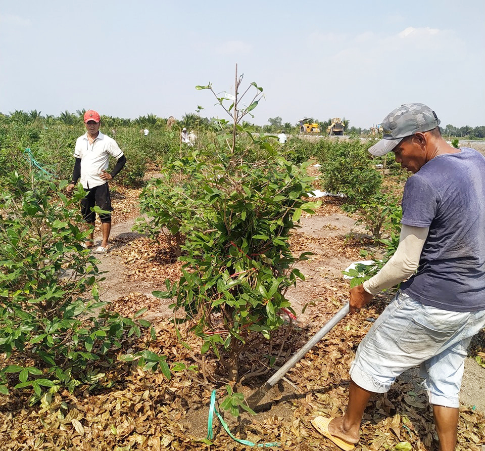 Nông dân ở huyện Bình Chánh chuẩn bị mai để cung ứng cho khách hàng trong nước - ẢNH: SƠN VINH