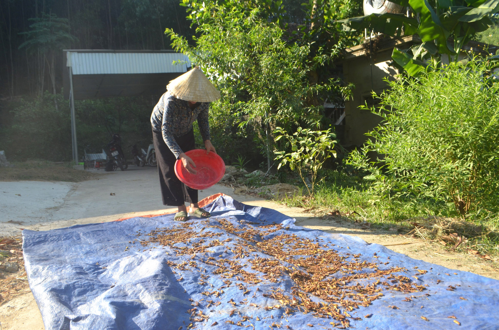 Châu chấu được phơi khô để làm thức ăn cho gia cầm - Ảnh: Khánh Trung