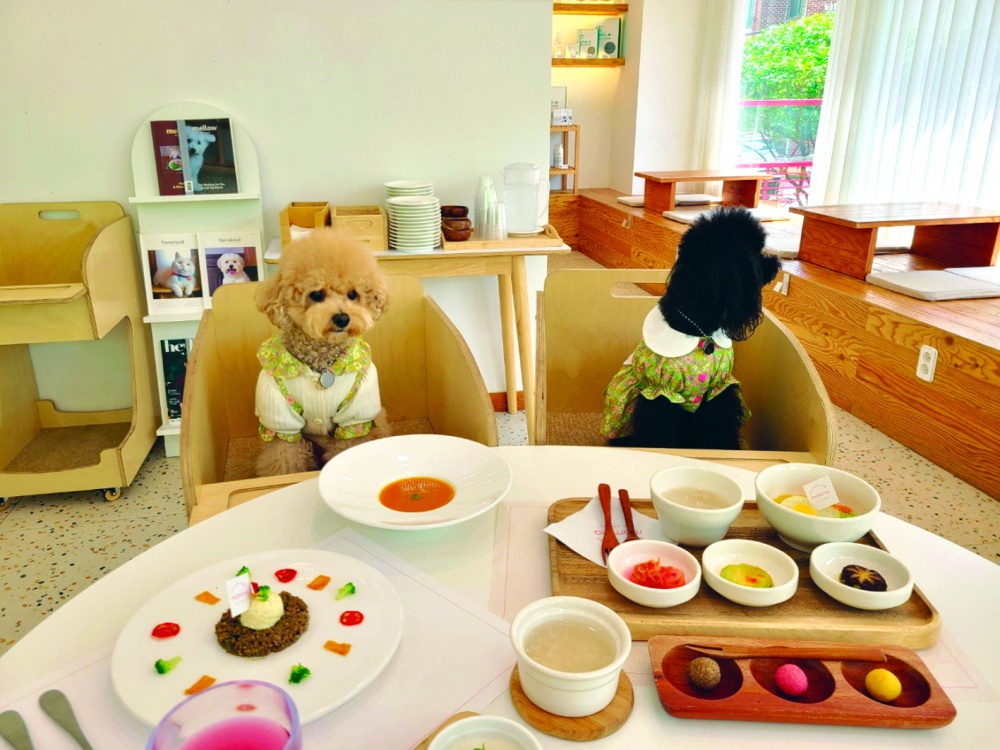 Những chú chó đang thưởng thức bữa ăn tại Pet Dining Mamma ở Songpa-gu, phía đông Seoul  ẢNH: JUNG MIN-KYUNG (The Korea Herald)