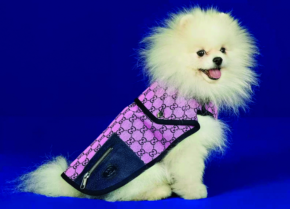 Chiếc áo khoác bằng vải nằm trong bộ sưu tập dành cho thú cưng của Gucci - ẢNH: INTERNET