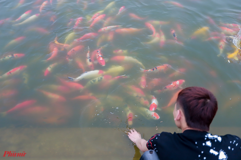 Mới đây, một doanh nghiệp tư nhân tại Hà Nội đã thả hàng nghìn con cá Koi xuống Hồ Tây (đoạn qua phố Nhật Chiêu, Tây Hồ, Hà Nội).