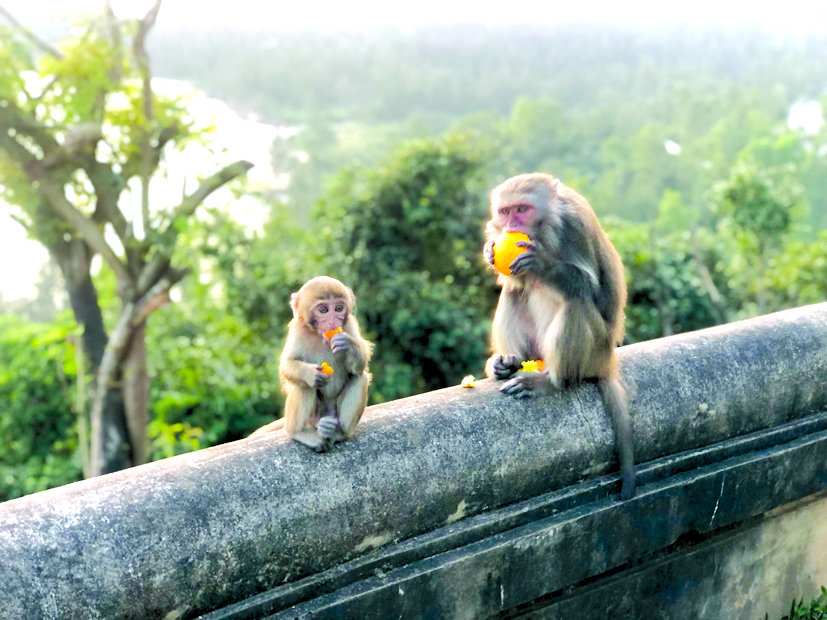 Các chú khỉ ở Sơn Trà rất dạn dĩ, chúng cứ thoải mái với các hoạt động thường ngày, chẳng quan tâm đến du khách đang tò mò về mình