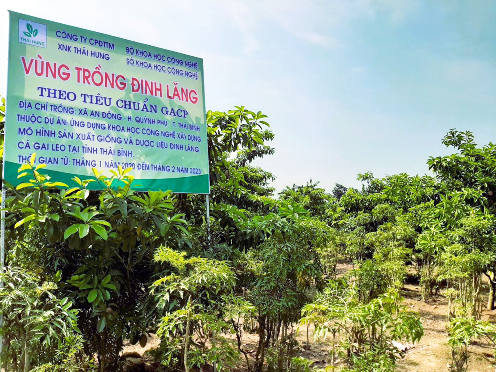 Vùng trồng đinh lăng theo  tiêu chuẩn GACP ở huyện Quỳnh Phụ, tỉnh Thái Bình của Công ty cổ phần Đầu tư thương mại xuất nhập khẩu Thái Hưng - ẢNH: M.T.
